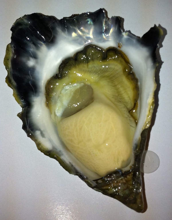 Shucked Sydney Rock Oysters